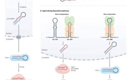 miRNA研究方法有哪些？如何选择最优方法？